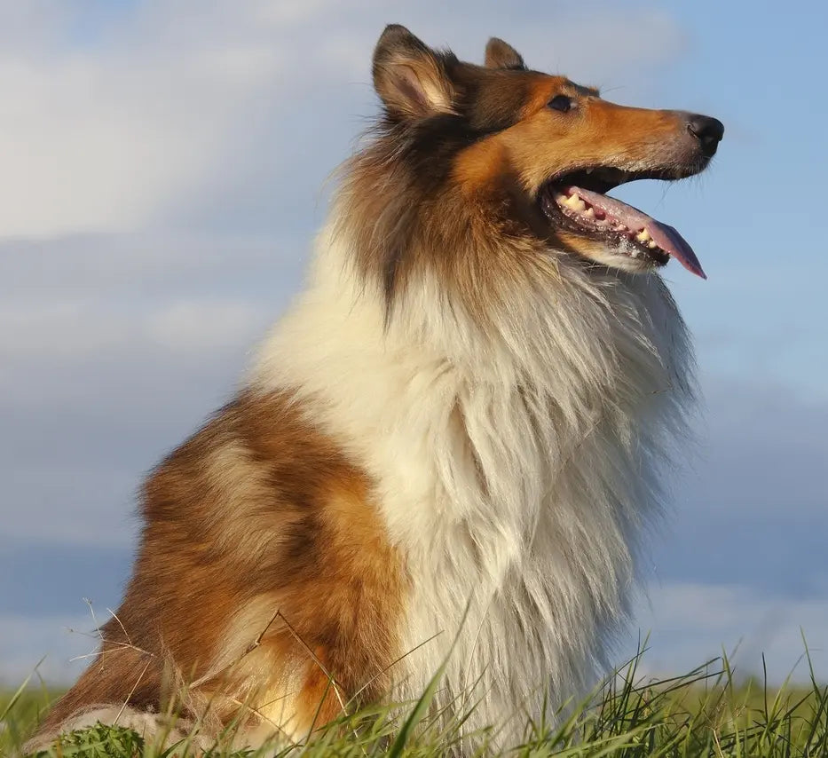 Is Your Dog Too Hyper And Driving You Crazy?