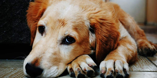 Help With Arthritis As Dogs Age.