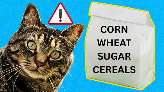 If Cats are Carnivores, Why Does Cat Food Contain so Little Meat?