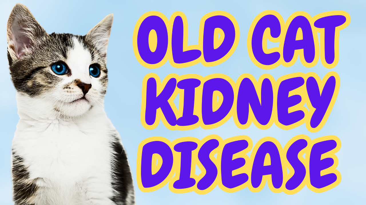 Best Wet Food for Senior Cats with Kidney Disease The Pet Quarter