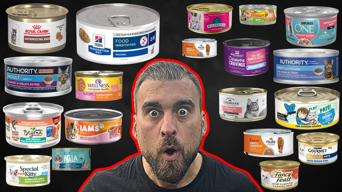 Cat Nutritionist Ranks The Best Wet Cat Foods
