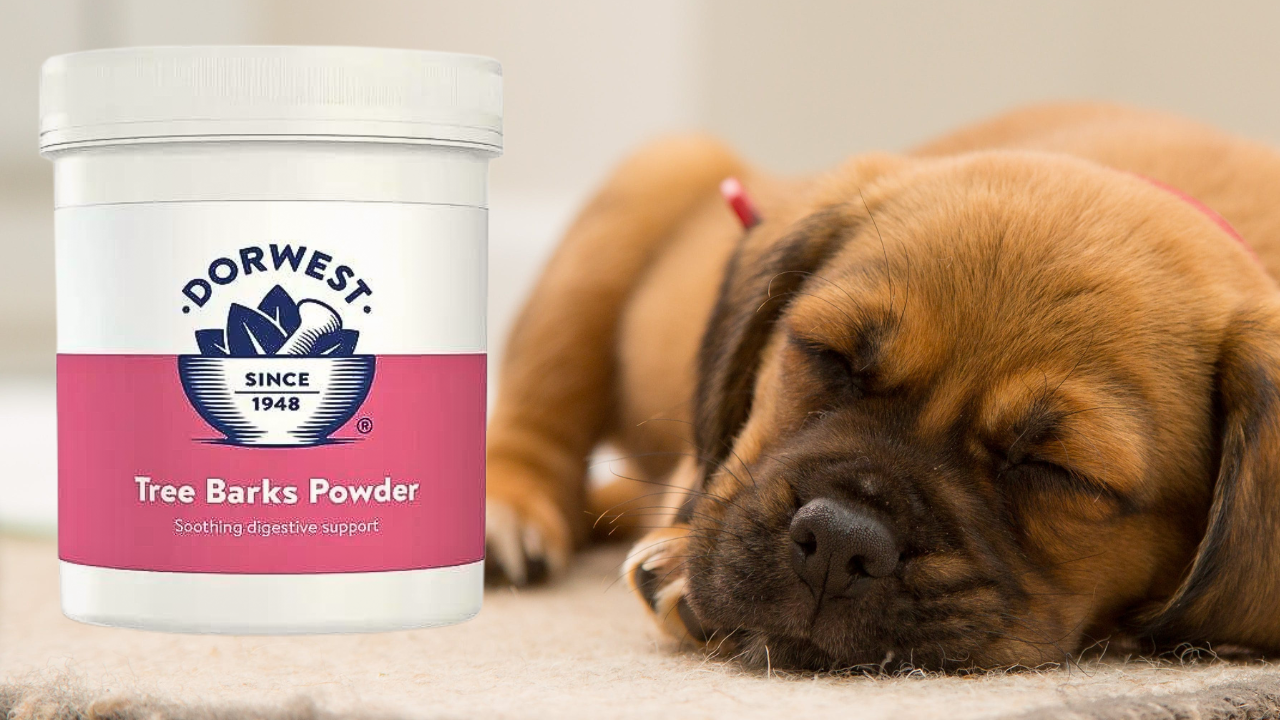 Tree Barks Powder for Dogs Review. Dorwest. Does it work The Pet Quarter