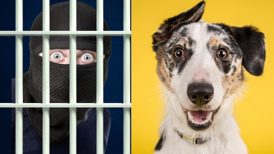 Southend MP Anna Firth Pet Abduction Bill passed through Commons -