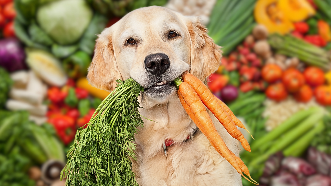 💚 Are Vegan Dog Food Good For Dogs? - Explained By Dr Griffiths