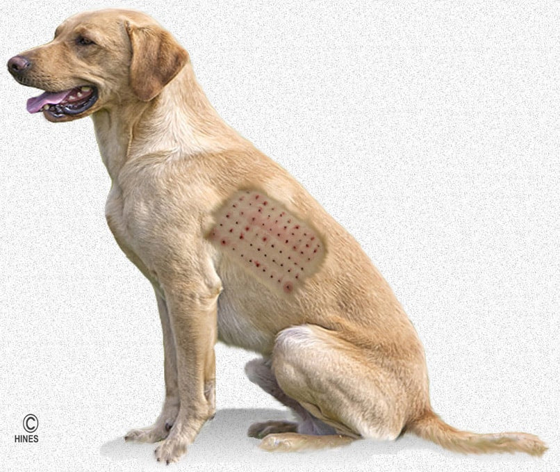 Your Dog's Allergy Test Sheet & BEST FOOD TO FEED! Free Seminar Included