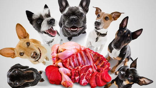🥩 Are Dogs Carnivores? Don't Fall For The Propaganda.