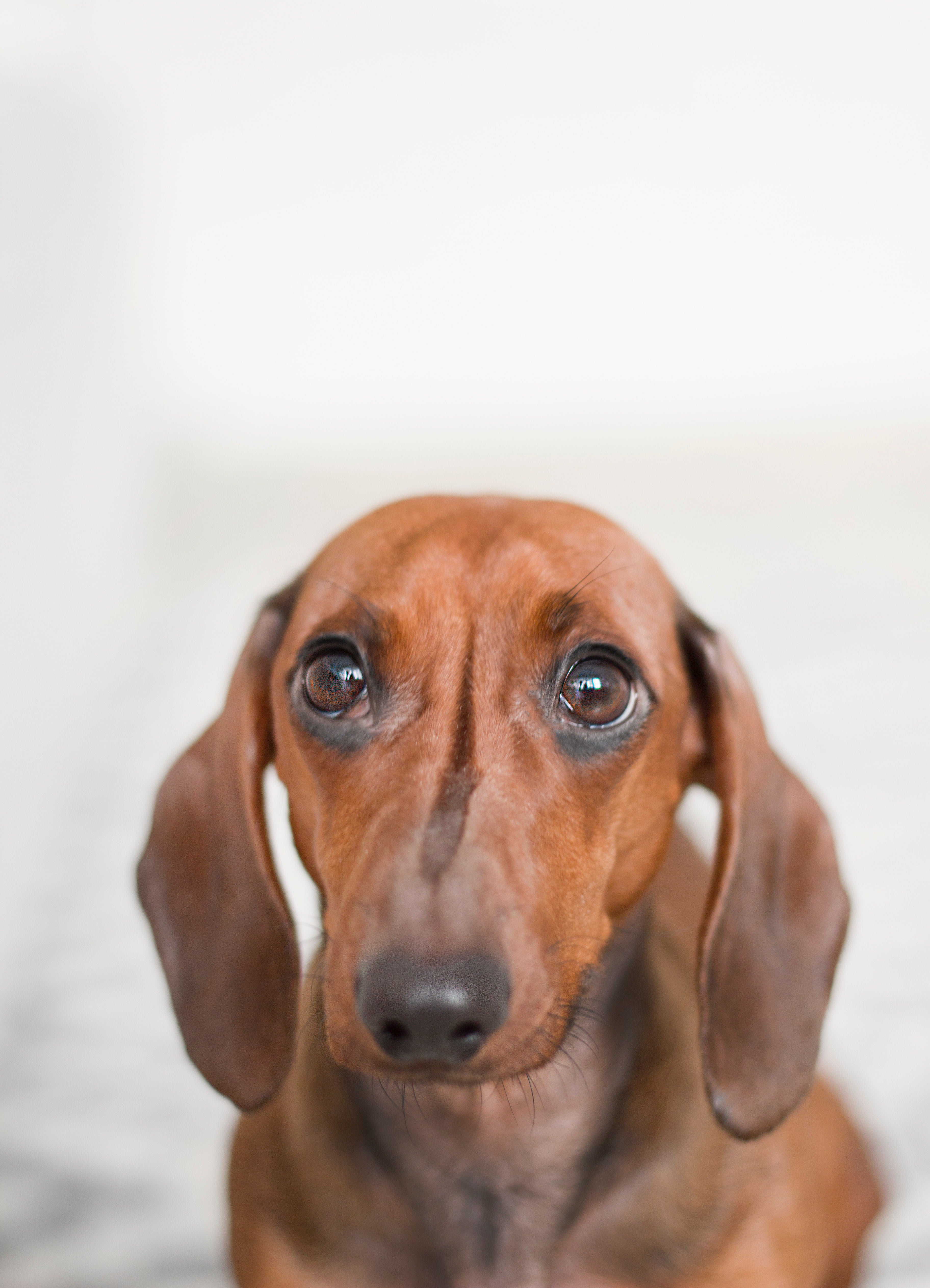 The best food for best sale dogs with sensitive stomach