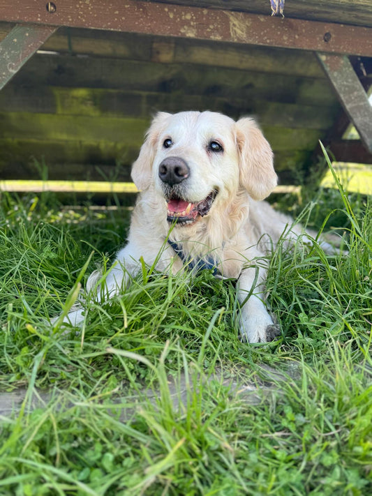 How To Feed Your Dog - A Definite Guide