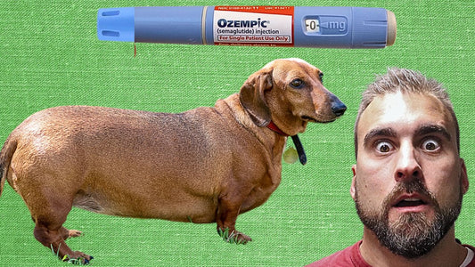 OZEMPIC FOR DOGS? How To Help Your Dog Lose Weight