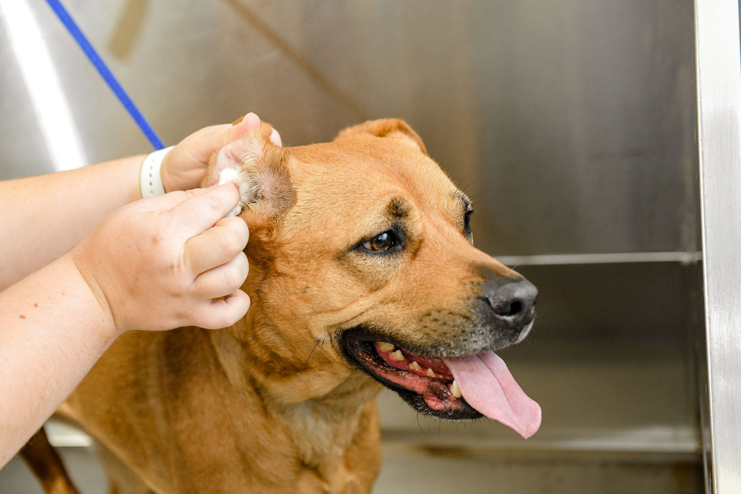 Solving Ear Infections In Dogs The Pet Quarter