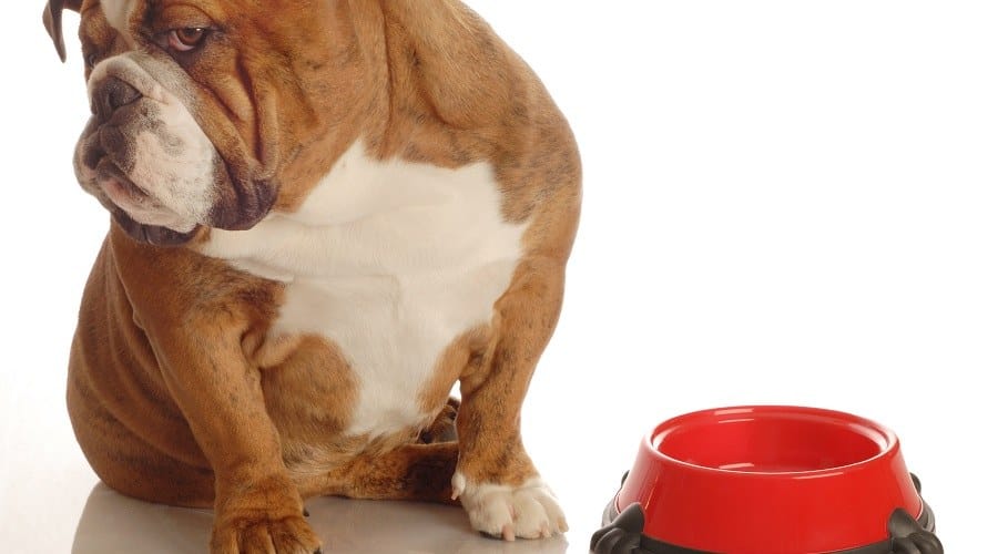 Is Your Dog Not Eating Normally?