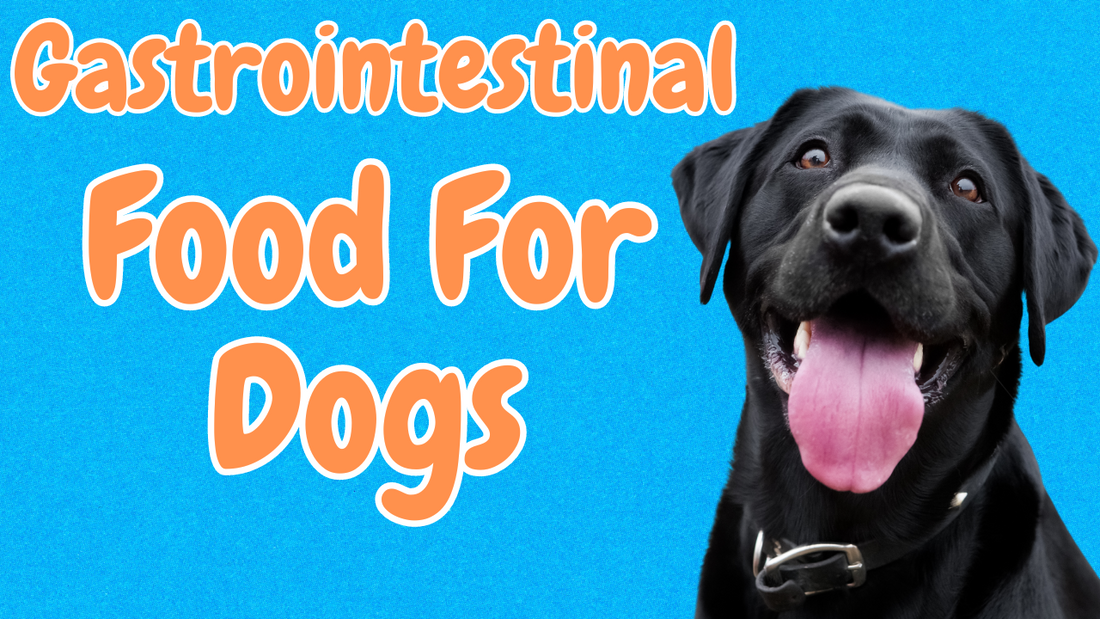 Dog Food Digestive Problems SOLVED - Gastro Dog Food