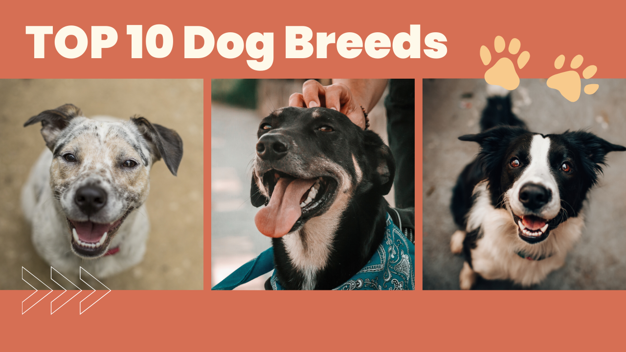 10 Most Popular Dog Breeds Ranked! – The Pet Quarter