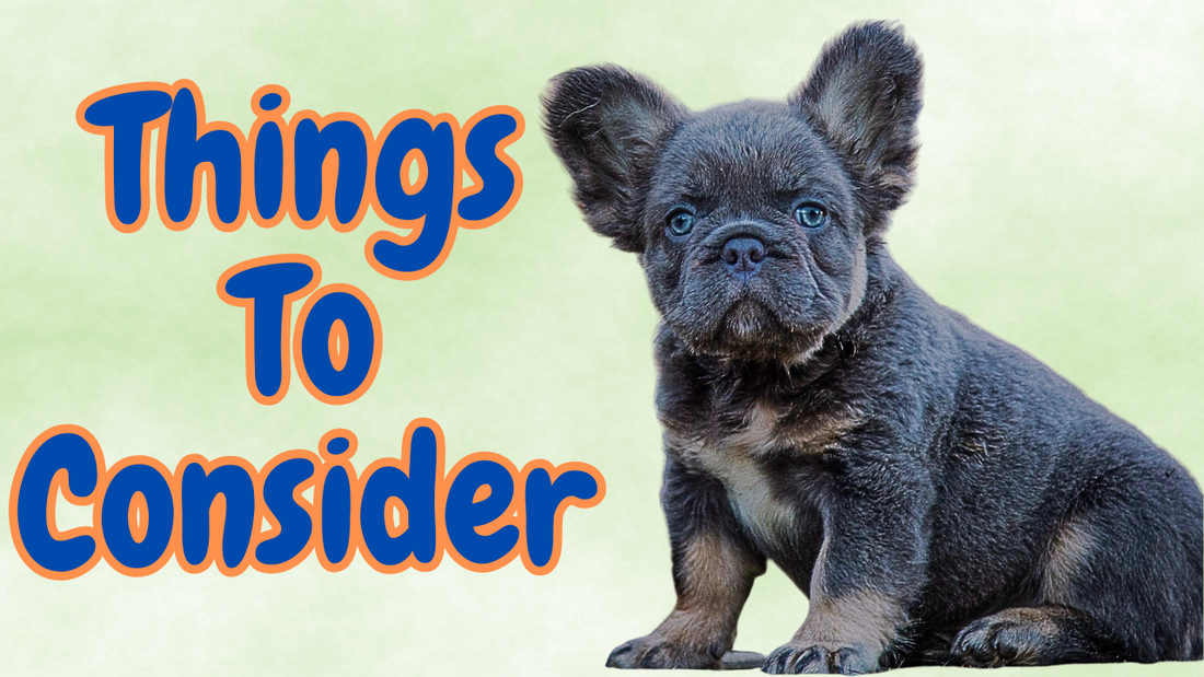 Fluffy French Bulldog Buying Guide. Avoiding Animal Cruelty and Ensuring Safe Breeding