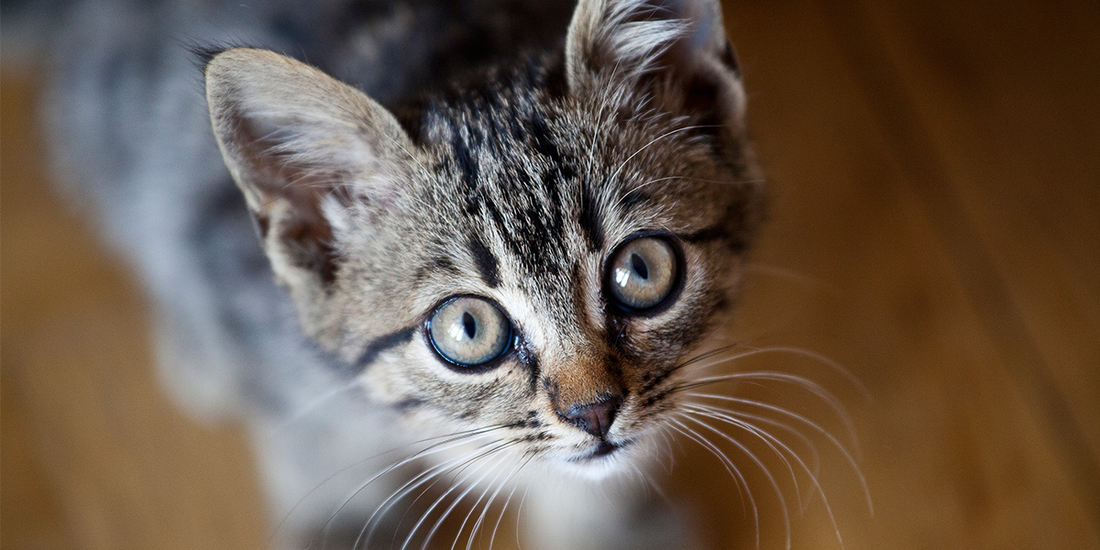 Is Your Cat Getting This Essential Nutrient?