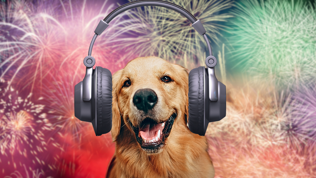 Bonfire Night Fireworks and Your Dog. The Complete Guide To Help Your Dog Cope.