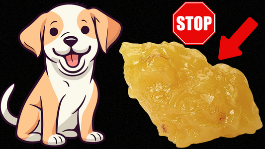 The 46 BEST LOW FAT Dog Foods