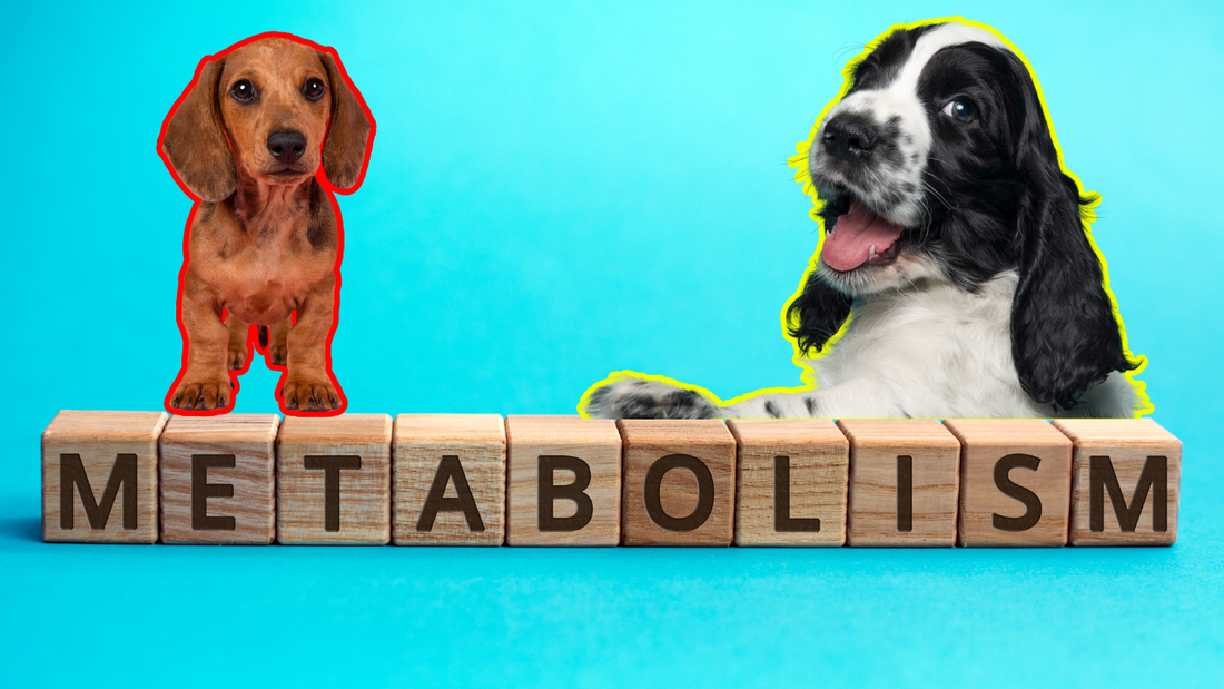 🦴 TIER LIST DOG TREATS EDITION 🦴