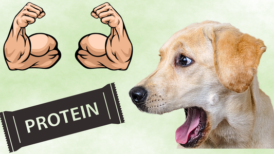 The Truth Behind Energy Bars for Dogs.