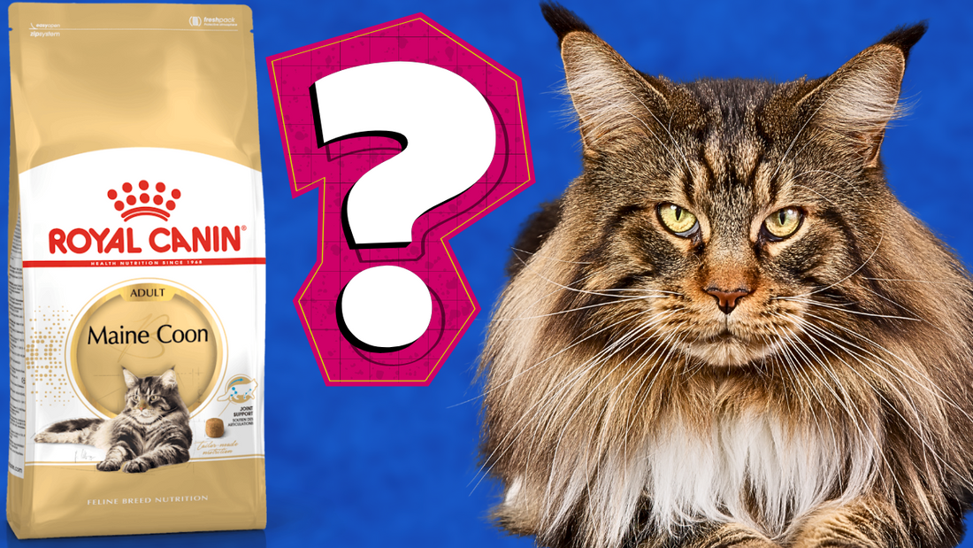 ROYAL CANIN Maine Coon Cat Food Review 2024. Best Maine Coon Cat Food?