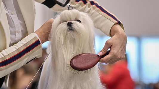 Reviewing The Best Dog Brushes. The Art of Brushing Your Dog's Fur.