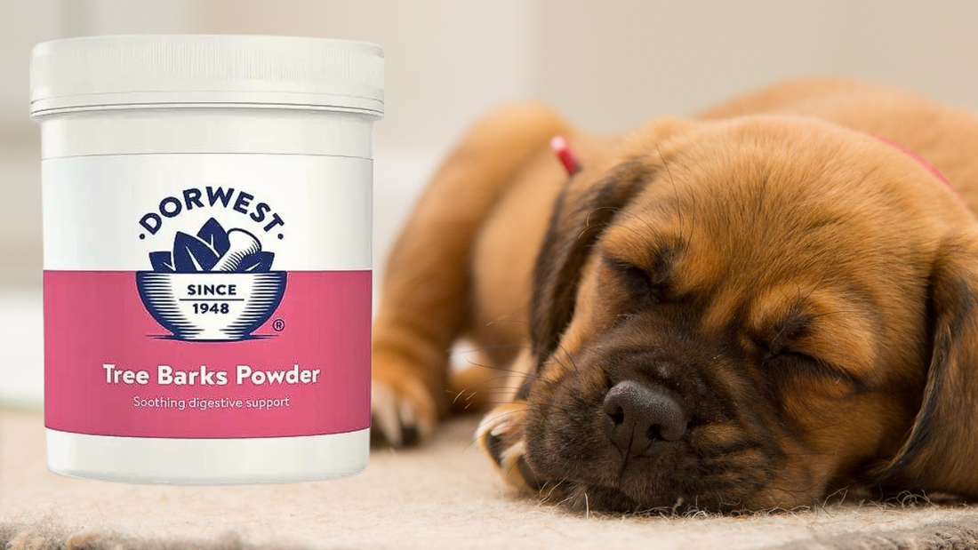 Tree Barks Powder for Dogs Review. Dorwest. Does it work?