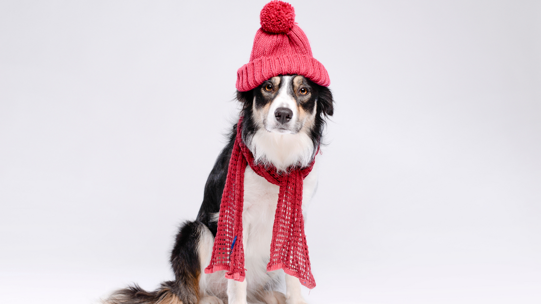 Keeping Dogs Warm in Very Cold Temperatures: Essential Tips for Every Breed