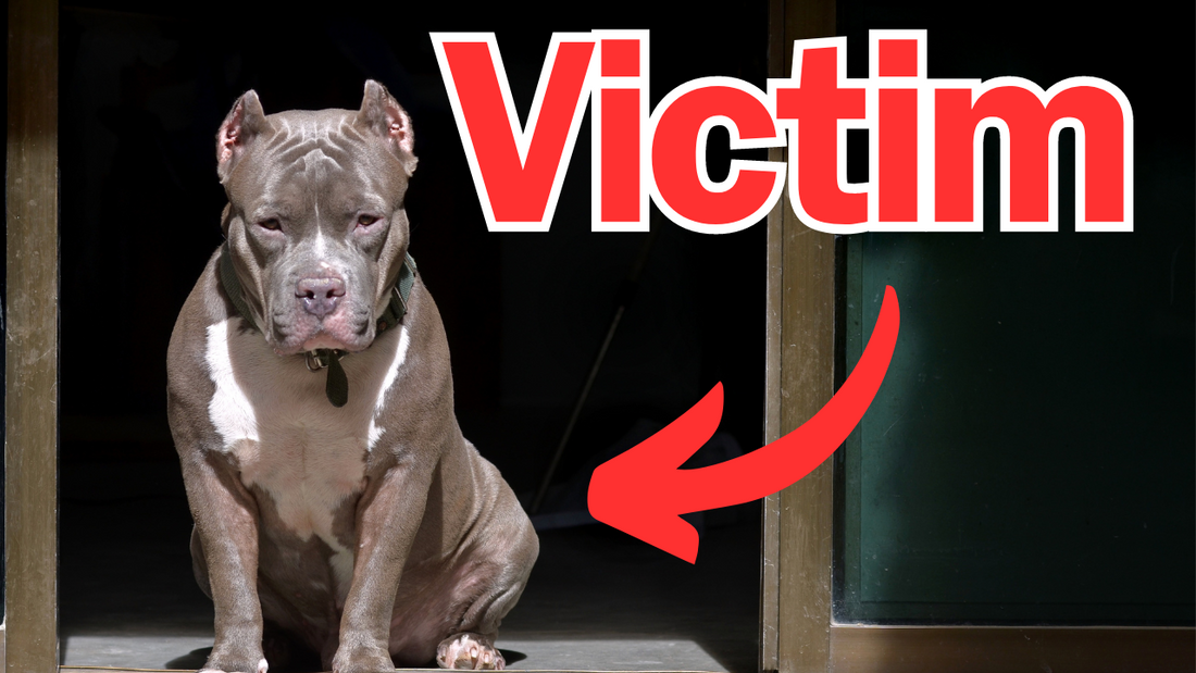 The Rise of Britain's Illegal Dog Fighting