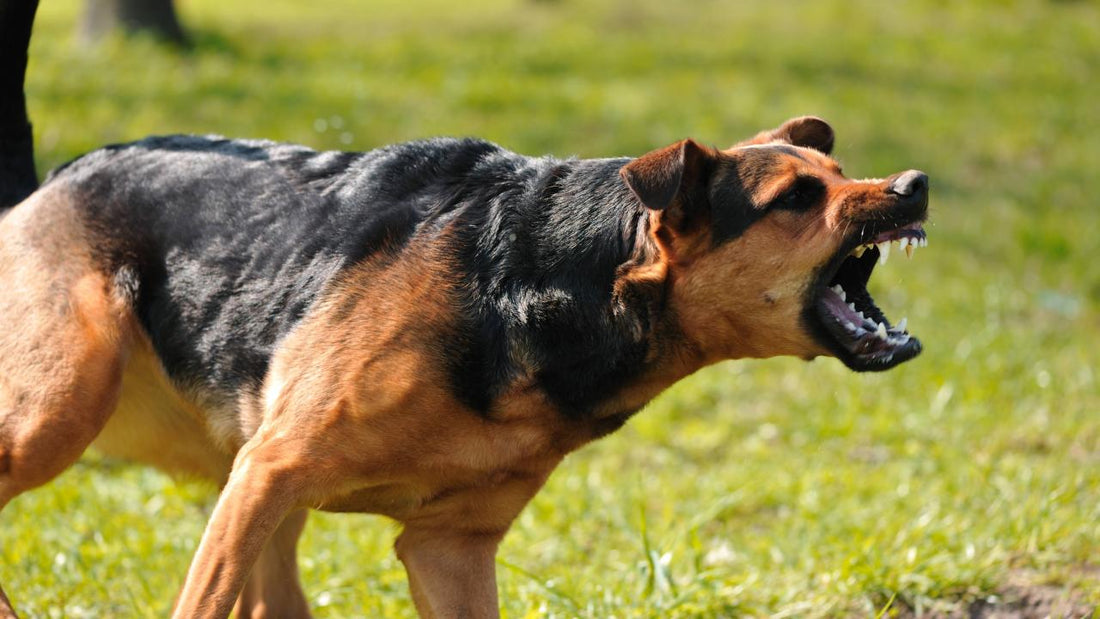 Best Dog Aggression Training Tips