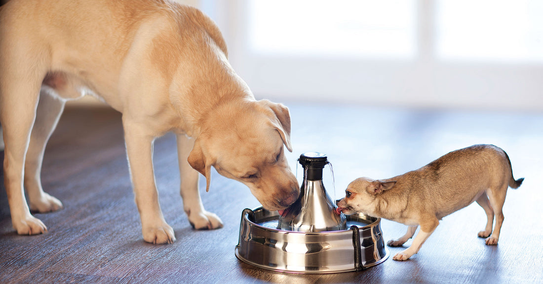 Dehydration in Dogs and Cats