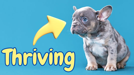 Best Puppy Food For French Bulldogs EXPLAINED