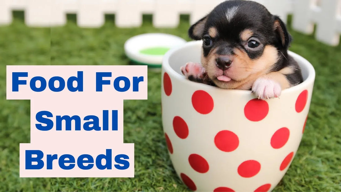 Best Dog Food For Small Breeds. All You Need To Know.