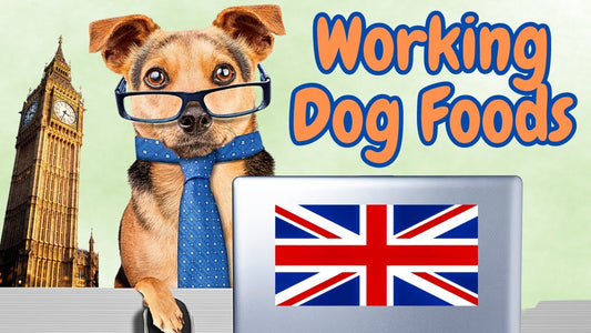 Best And Worst Working Dog Foods UK in 2024