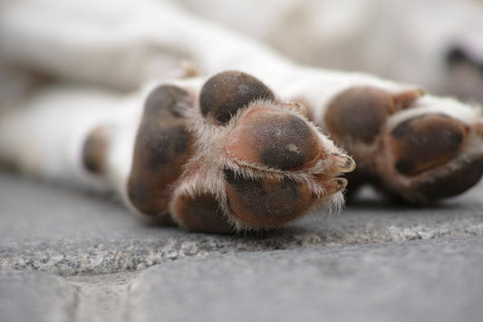 Why Do Dogs Lick Their Paws? The Truth.