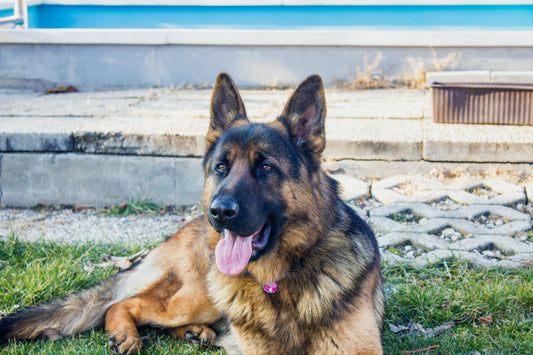 The Ultimate Guide to Choosing the Best Dog Food for German Shepherds with Allergies