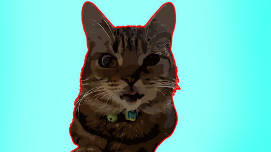 Cat Feeding Guide